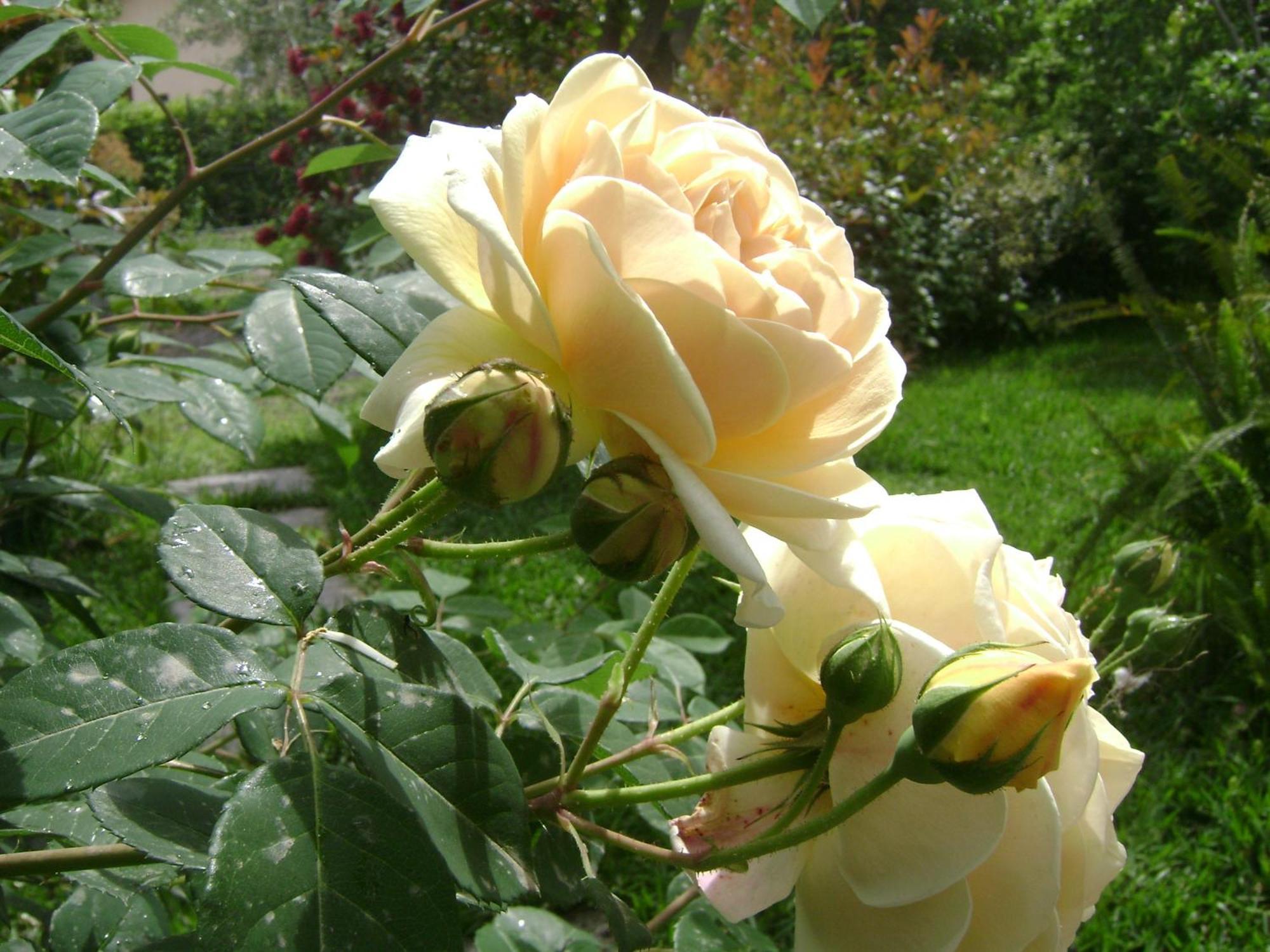 Il Giardino Segreto Bed and Breakfast Trappitello Δωμάτιο φωτογραφία